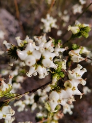 Erica denticulata