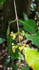 Pyrostria