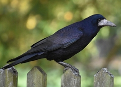 Corvus frugilegus