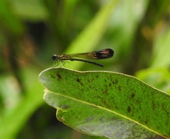 Heliocypha bisignata