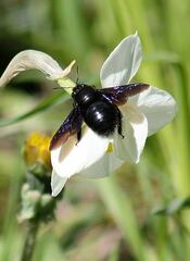 Xylocopa valga