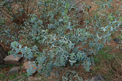 Adenocarpus anagyrifolius image