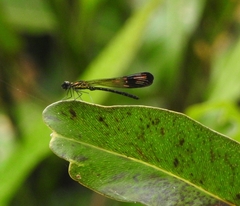 Heliocypha bisignata
