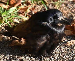 Corvus frugilegus