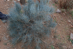 Ephedra major