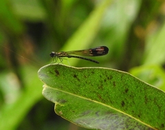 Heliocypha bisignata
