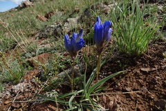 Gentiana decumbens