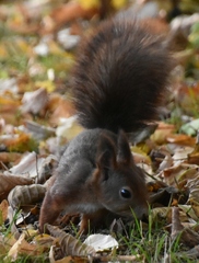 Sciurus vulgaris