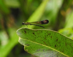 Heliocypha bisignata