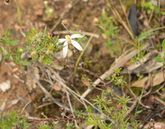 Caladenia moschata