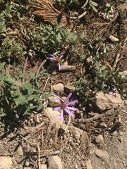 Eucephalus ledophyllus