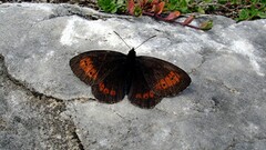 Erebia euryale