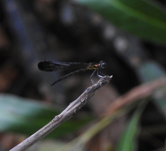 Heliocypha bisignata