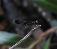 Heliocypha bisignata