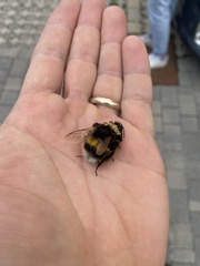 Bombus terrestris