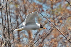 Ichthyaetus ichthyaetus