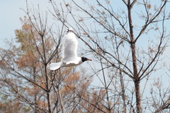 Ichthyaetus ichthyaetus