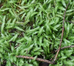 Plagiothecium undulatum