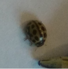 Tytthaspis sedecimpunctata