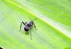 Polyrhachis armata