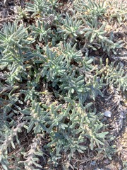 Ajuga iva