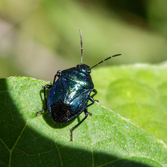 Zicrona caerulea
