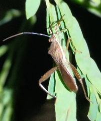 Riptortus linearis
