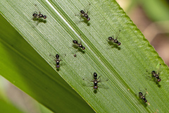Parapalaeosepsis plebeia