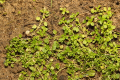 Stellaria apetala