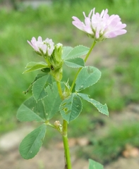 Trifolium resupinatum