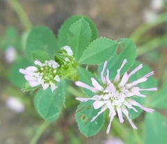 Trifolium resupinatum