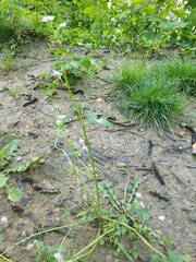 Trifolium resupinatum