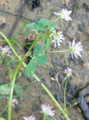 Trifolium resupinatum
