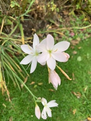 Gaura