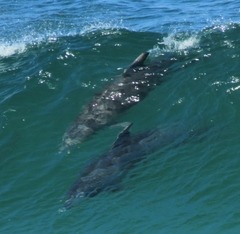 Tursiops truncatus