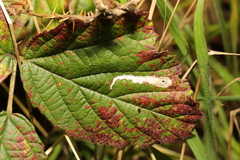 Coptotriche marginea