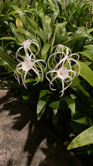 Hymenocallis