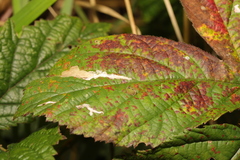 Coptotriche marginea