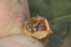 Nephopterix angustella