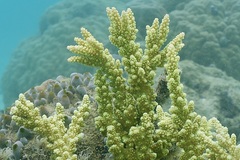 Acropora florida