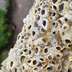 Hexanauplia