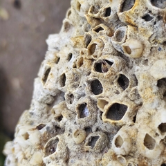 Hexanauplia