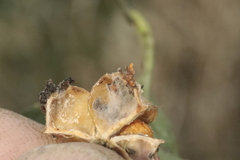 Nephopterix angustella