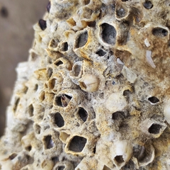 Hexanauplia