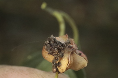 Nephopterix angustella