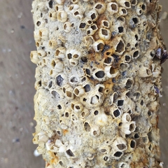 Hexanauplia