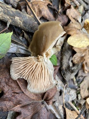 Entoloma vernum