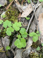Hydrocotyle hirta