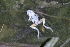 Litoria