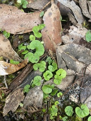 Hydrocotyle hirta